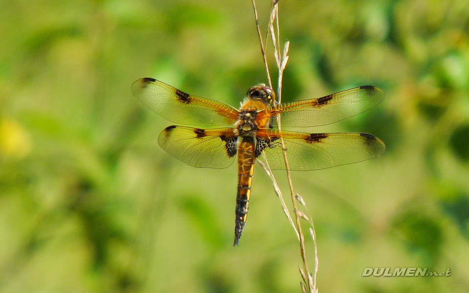 Four-spotted Chaser (Libellula quadrimaculata)